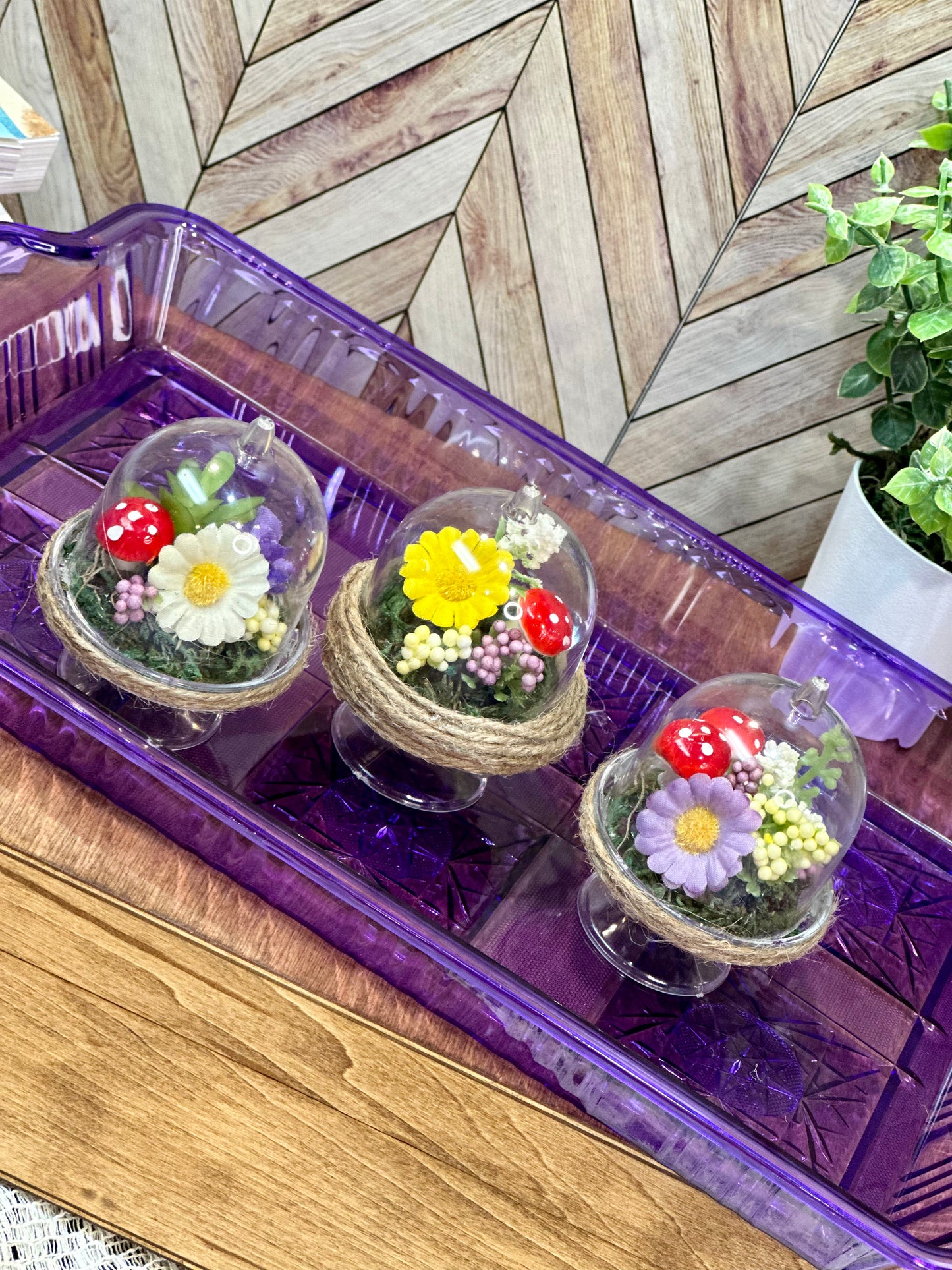 Mini Terrariums